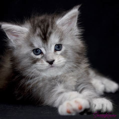 They are raised in the breeder’s home so that they are socialized and used to being around pets and people. . Maine coon kittens for sale